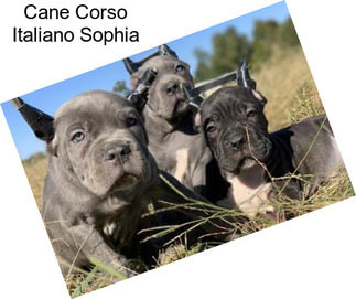 Cane Corso Italiano Sophia