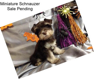 Miniature Schnauzer Sale Pending