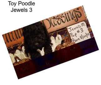 Toy Poodle Jewels 3