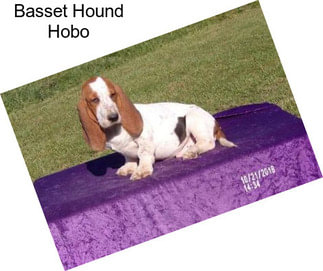 Basset Hound Hobo