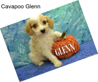 Cavapoo Glenn