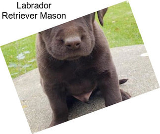 Labrador Retriever Mason