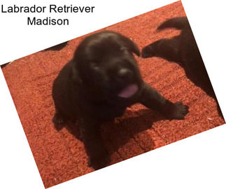 Labrador Retriever Madison