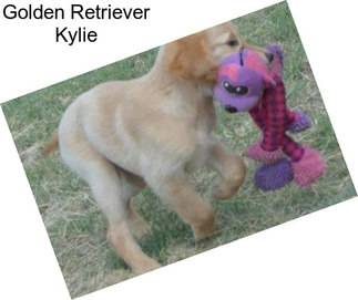 Golden Retriever Kylie