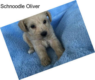 Schnoodle Oliver