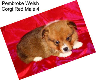 Pembroke Welsh Corgi Red Male 4