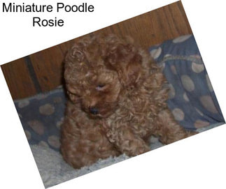 Miniature Poodle Rosie