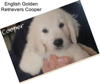 English Golden Retrievers Cooper