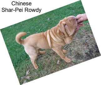 Chinese Shar-Pei Rowdy