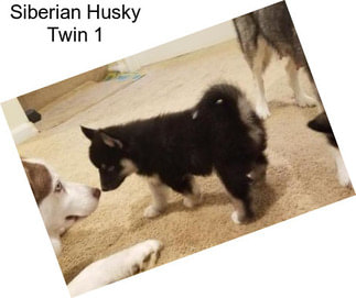 Siberian Husky Twin 1