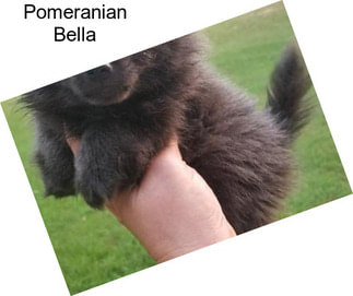 Pomeranian Bella