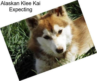Alaskan Klee Kai Expecting