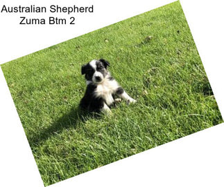 Australian Shepherd Zuma Btm 2