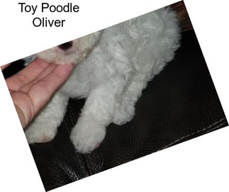Toy Poodle Oliver
