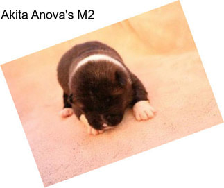 Akita Anova\'s M2