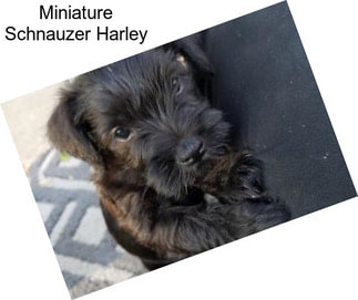 Miniature Schnauzer Harley