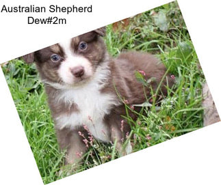 Australian Shepherd Dew#2m