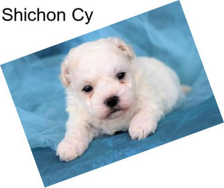 Shichon Cy