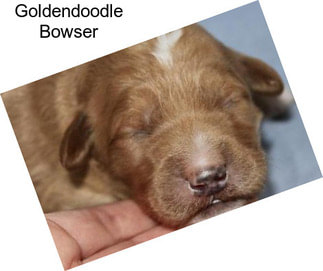Goldendoodle Bowser