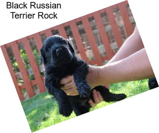 Black Russian Terrier Rock