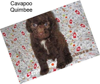 Cavapoo Quimbee