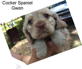 Cocker Spaniel Gwen