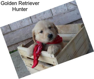 Golden Retriever Hunter