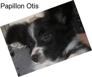 Papillon Otis