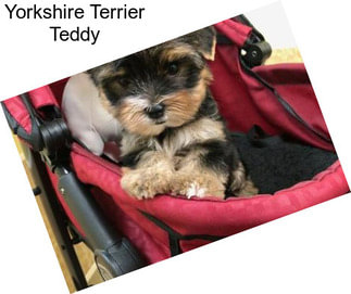 Yorkshire Terrier Teddy