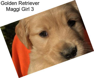 Golden Retriever Maggi Girl 3