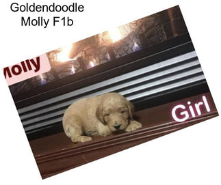 Goldendoodle Molly F1b