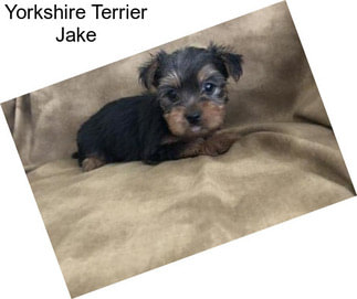 Yorkshire Terrier Jake