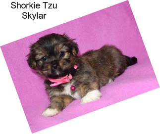 Shorkie Tzu Skylar