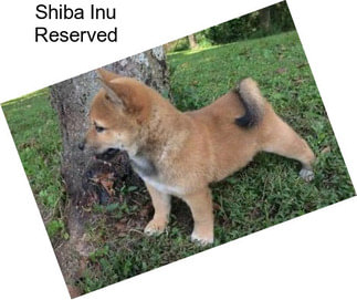 Shiba Inu Reserved