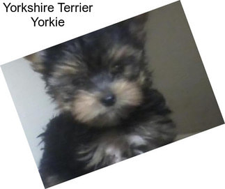 Yorkshire Terrier Yorkie