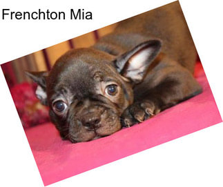 Frenchton Mia