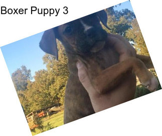 Boxer Puppy 3