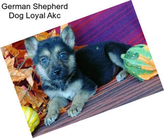 German Shepherd Dog Loyal Akc