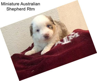 Miniature Australian Shepherd Rtm