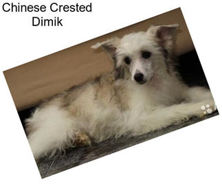 Chinese Crested Dimik