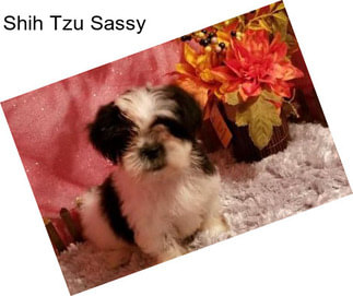 Shih Tzu Sassy