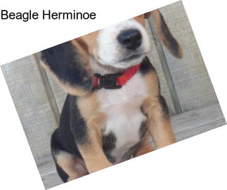 Beagle Herminoe