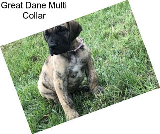 Great Dane Multi Collar