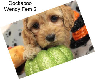 Cockapoo Wendy Fem 2