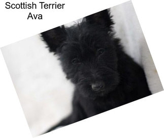 Scottish Terrier Ava