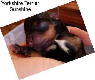 Yorkshire Terrier Sunshine