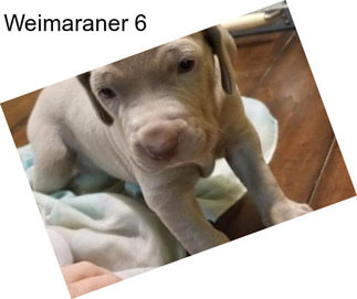 Weimaraner 6