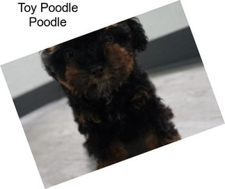 Toy Poodle Poodle