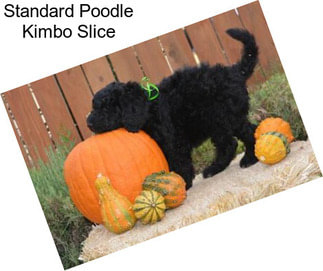 Standard Poodle Kimbo Slice