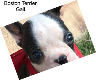 Boston Terrier Gail